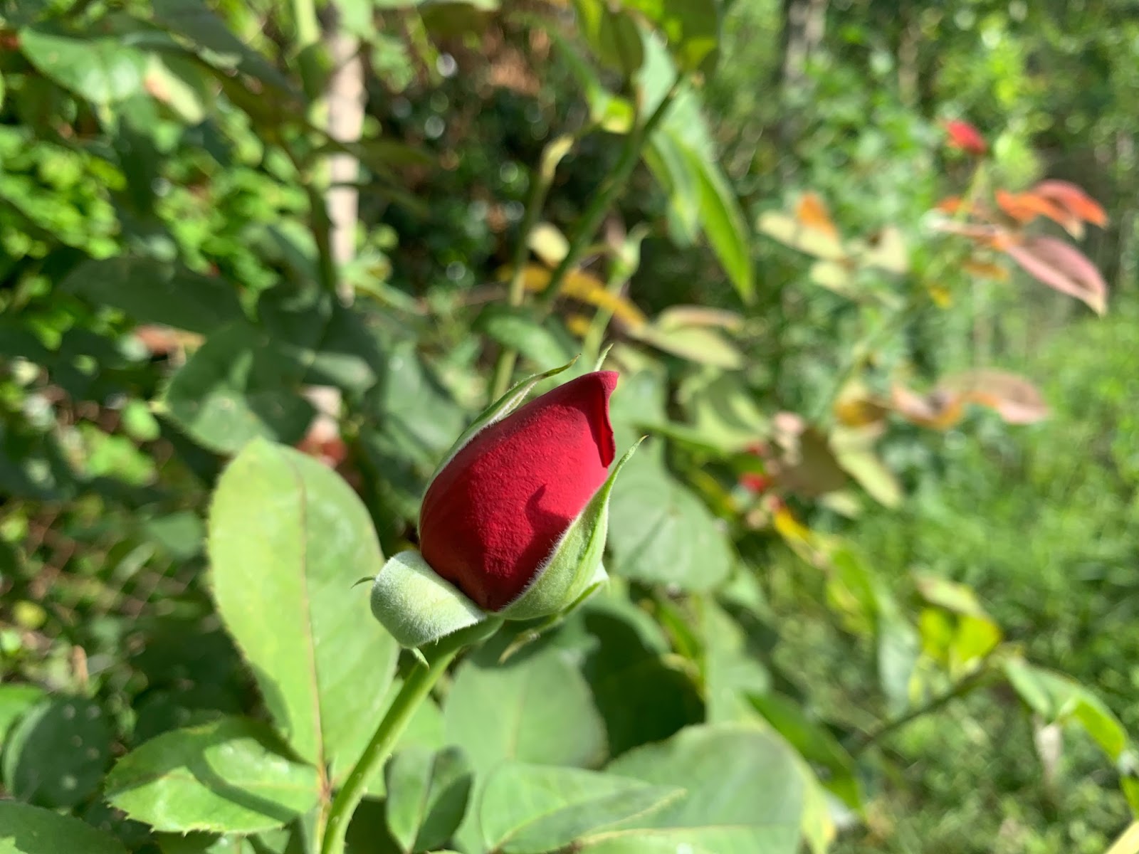 Capullo de rosa, lleno de potencial por desarrollarse
