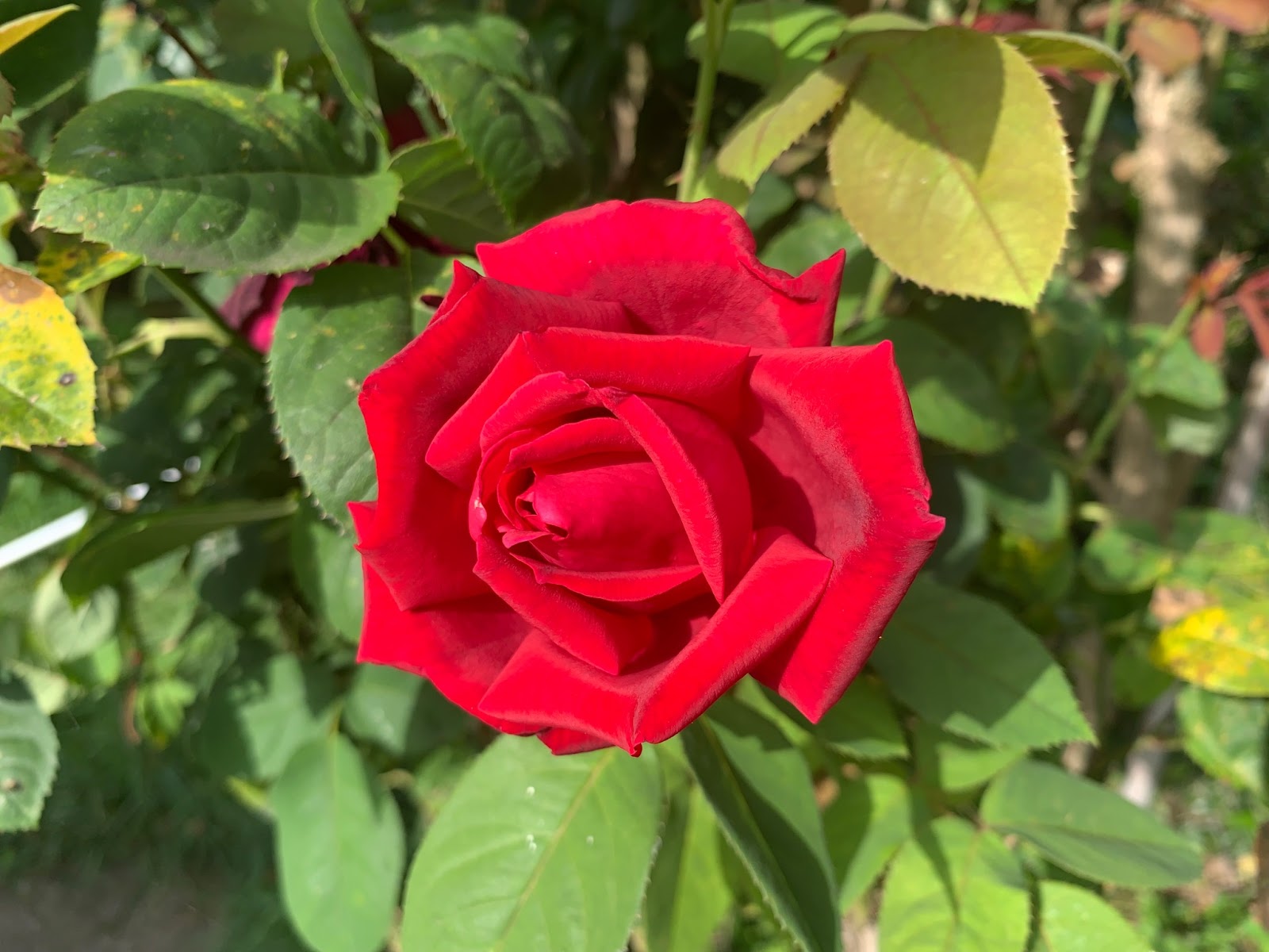 Rosa abierta en pleno esplendor y fragancia