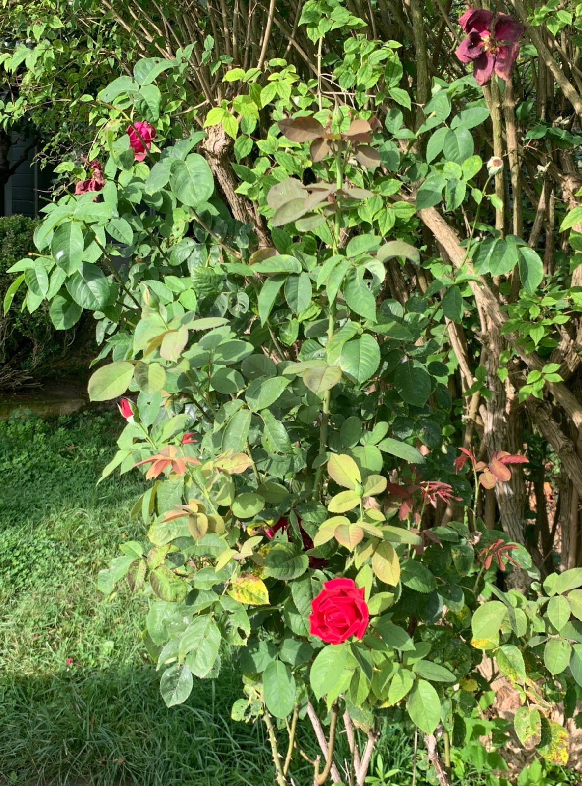 El rosal entero: capullos, rosas florecidas y ramas secas conviviendo